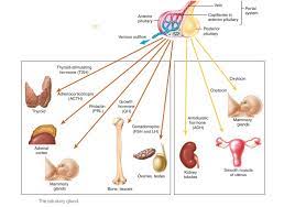 Pituitary Gland - Anatomy and Physiology | Endocrine System